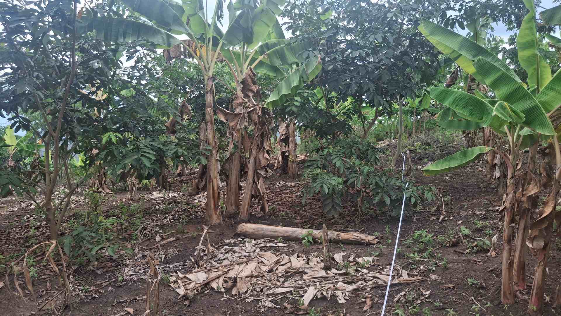 Auditoria de parcelas 2025, organización Reforestaction.