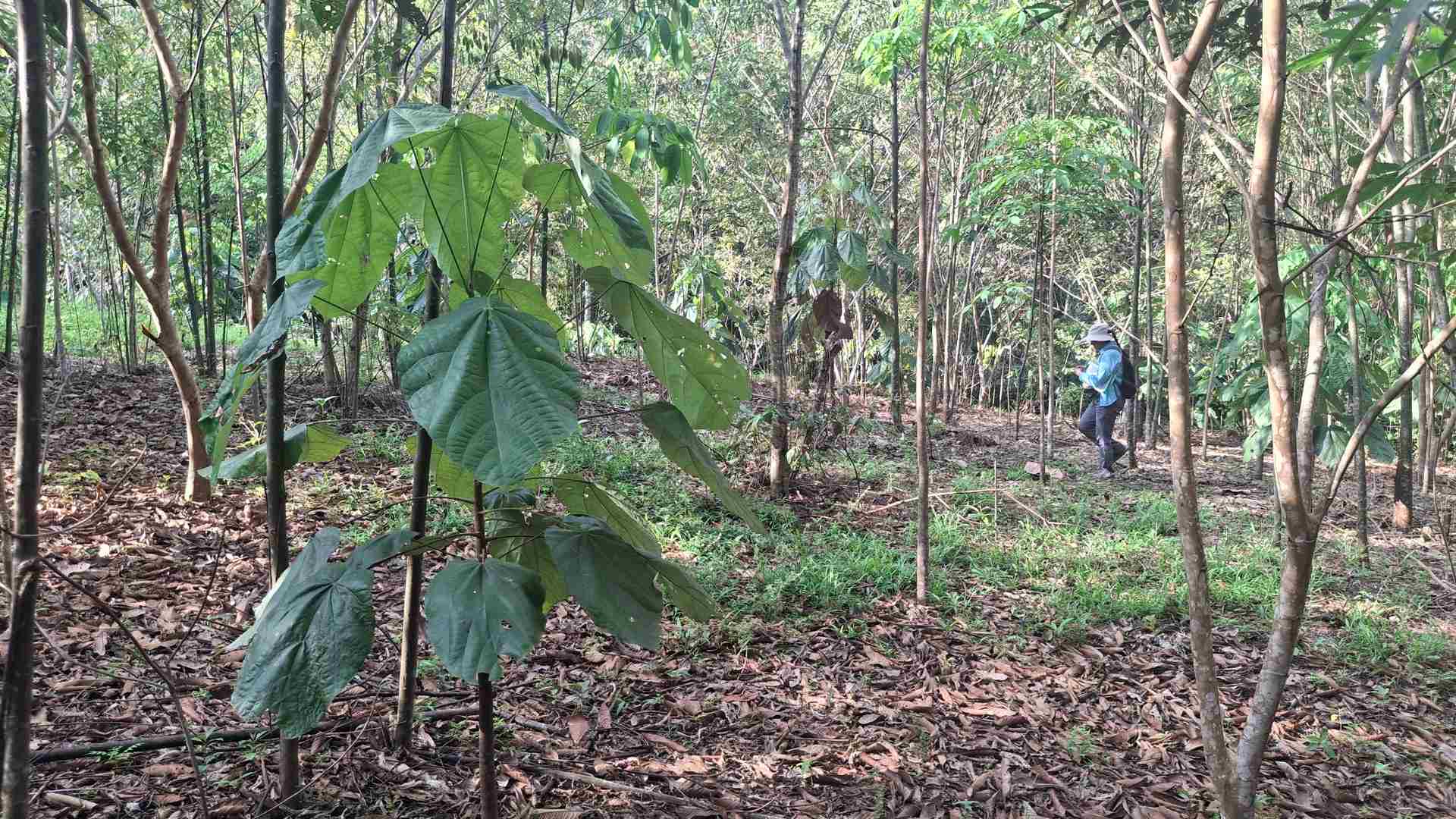 Auditoria de parcelas 2025, organización Reforestaction.