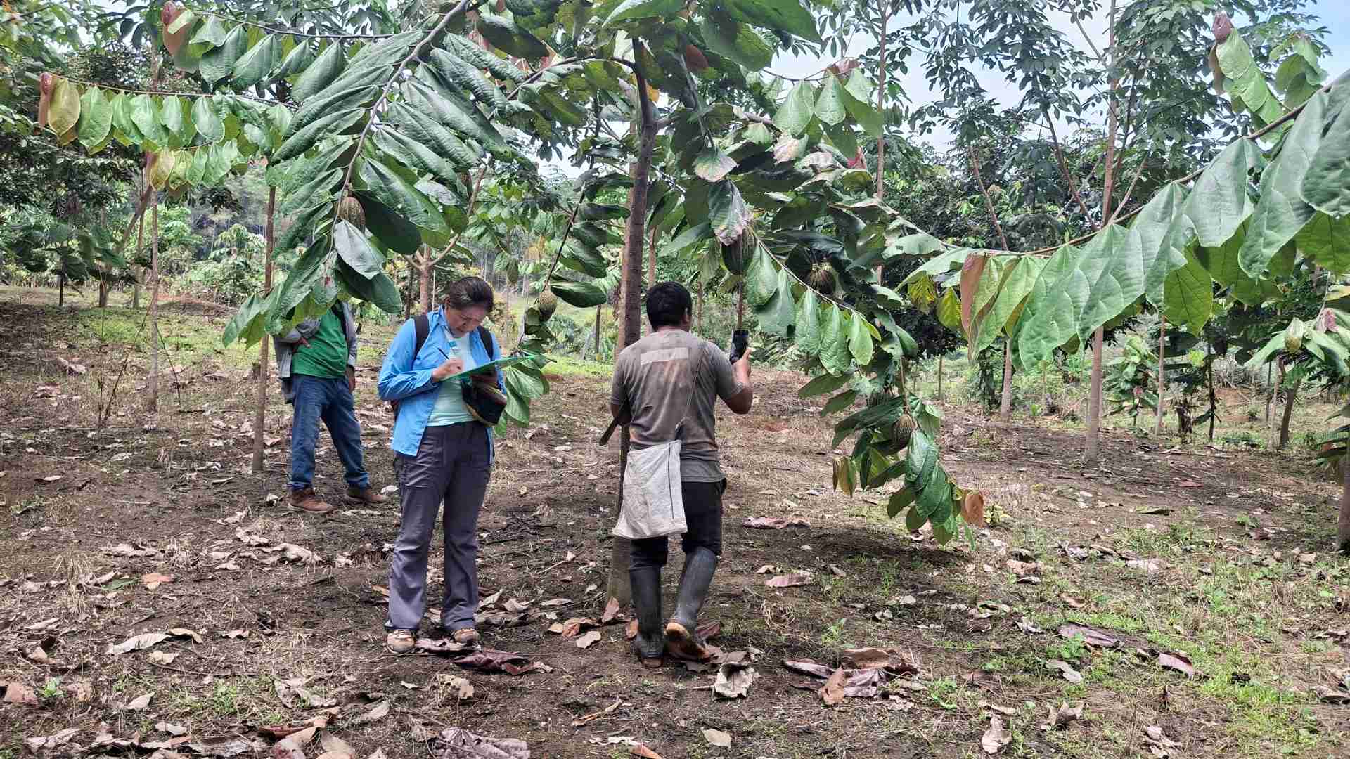 Imagen de Auditoria de parcelas 2025, organización Reforestaction.